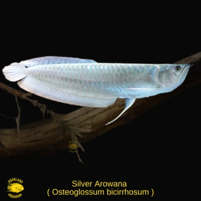 Silver Arowana - Osteoglossum bicirrhosum - High Quality  Live Fish (6") - Image 1 of 2