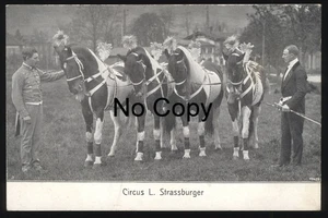 #1463 AK Circus Zirkus L. Strassburger Pferde geschmückt Pferdedressur Dompteur - Imagen 1 de 2
