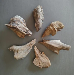 Zypressenholz Maser Akzent Knoten für Taxidermie Skulptur und Dekor - Bild 1 von 7