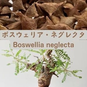 Boswellia neglecta  - Fresh & Rare! seeds50/100pcs - Picture 1 of 1