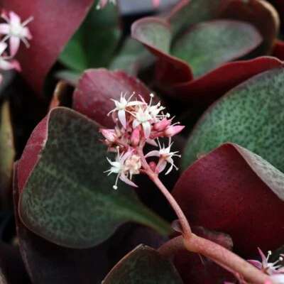 Succulent Crassula Multicava RED FAIRY JADE 2 Live 2" Unrooted Plant Cuttings - Image 1 of 2