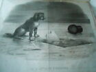 Litho 1833 - Il le chien qui attend son maitre tomber dans la glace