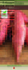 Covington Sweet Potato - #1 Seed Tuber