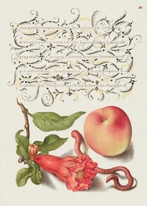 14072. Póster de decoración. Diseño de pared de habitación cocina. Arte de caligrafía floral renacentista - Imagen 1 de 1
