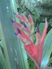 2 Bromeliad Queens Tear Air Plant Variegated Leaf Indoor Outdoor Plant