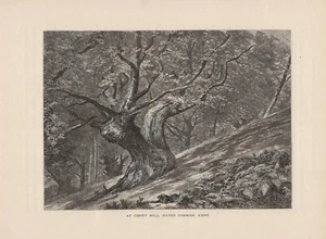 Old Tree at Coney Hill Hayes Common Kent Woodcut from 1875 - Picture 1 of 1