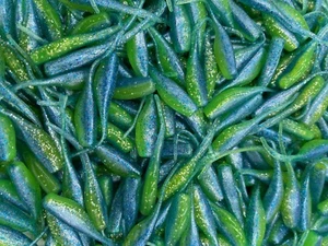 24 pk 2" Limeade Stinger Shad Crappie Fishing Bluegill Perch - Picture 1 of 1