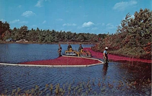 Postal MA: Cosecha de arándanos, Cape Cod, Massachusetts - Imagen 1 de 2
