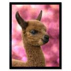 Animal Alpaca Llama Baby Cute 12X16 Inch Framed Art Print