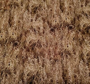 By the Peaceful Shore BTY Alan Giana P&B Textiles Green Brown Ecru Dune Grass - Picture 1 of 3