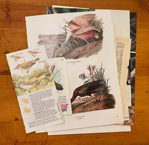 Papiere zum Wiederverwenden: 1/8 Pfund Mischung aus Vintage Vogelseiten und Drucken - Bild 1 von 9