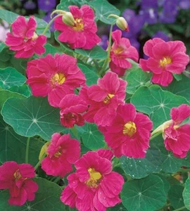 Nasturtium Seeds 25 Nasturtium Whirlybird Cherry Rose Seeds - Picture 1 of 1