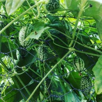 15 Samen Mexikanische Mini Gurken -Melothria scabra- 'Wassermelonen-Gurke'