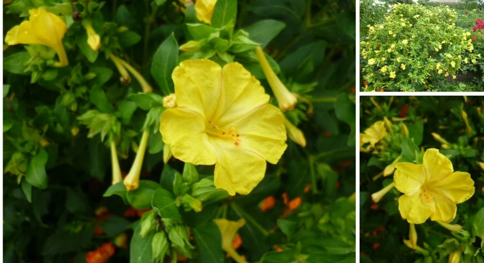 Wunderblume Mirabilis jalapa Sommerblüher Staude 25 Samen gelb - Bild 1 von 1