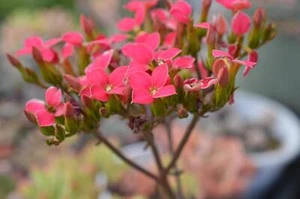 Kalanchoe kewensis  rare succulent plant cutting - Picture 1 of 3