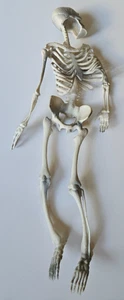 SKELETON SPOOKY JIGGLER FIGURE. HALLOWEEN - Picture 1 of 4