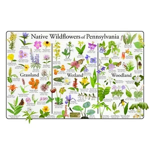 Native Wildblumen von Pennsylvania Blumenidentifikation Poster Wissenschaftstabelle - Bild 1 von 4