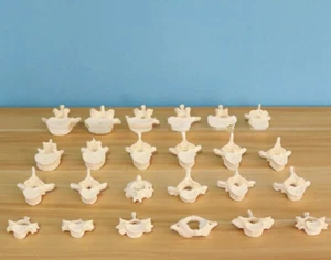 Spine Model Orthopedics Adult Lumbar Vertebrae Cervical Spine Teaching 24 Parts - Picture 1 of 2