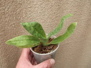 Rare Paphiopedilum superbiens orchid plant FS , not in bloom - Picture 1 of 2