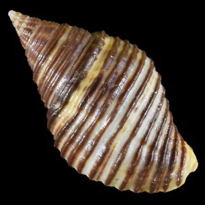 HÜHNCHEN UNDOSA (Tamil Nadu, Indien) 25,0 mm #47522 - Bild 1 von 4