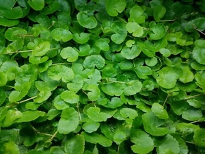 Brasilianischer Wassernabel - Hydrocotyle leucocephala Aquarium Pflanze Bund - Bild 1 von 2