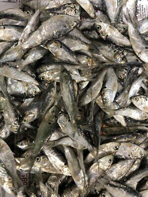 Bestbait Salted Gizzard Shad 2 Lb. Bag  Preserved Shad Free Shipping • 28.99$
