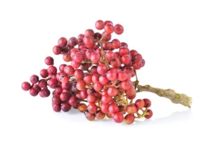 SAMEN SZECHUNAPFEFFER "Zanthoxylum bungeanum" eine Gewürzpflanze für den Gart - Bild 1 von 1