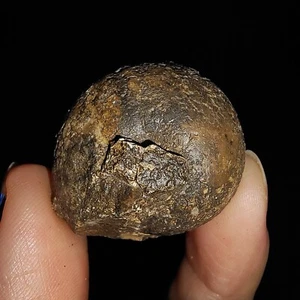 ¡¡¡INCREÍBLES AMONITAS!!! FÓSIL ARCESTES TRIÁSICO DE TIMOR, INDONESIA 28MM - Imagen 1 de 7