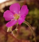 PrCo Drosera spatulata var. gympiensis Pink Flower 20 Seeds