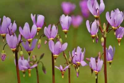 Shooting Star Dodecatheon Meadia Perennial Bare Root Live Plant Outdoor Garden - Image 1 of 4