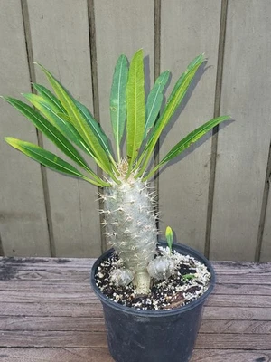 Pachypodium Fiherensis rare  suculen t  6''pot - Image 1 of 4