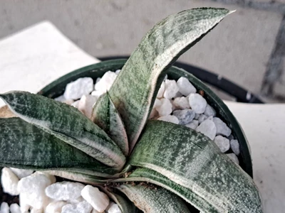Gasteria Batesiana Planta Variegada Blanca Plateada 5W Foto 1 de 4
