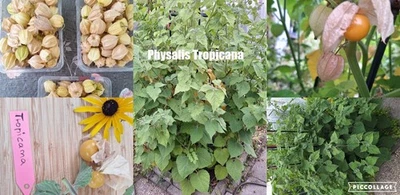 Physalis Sorte: Tropicana - Bild 1 von 4