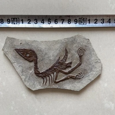 Unique and authentic collection of paleontological fossils - Image 1 of 3