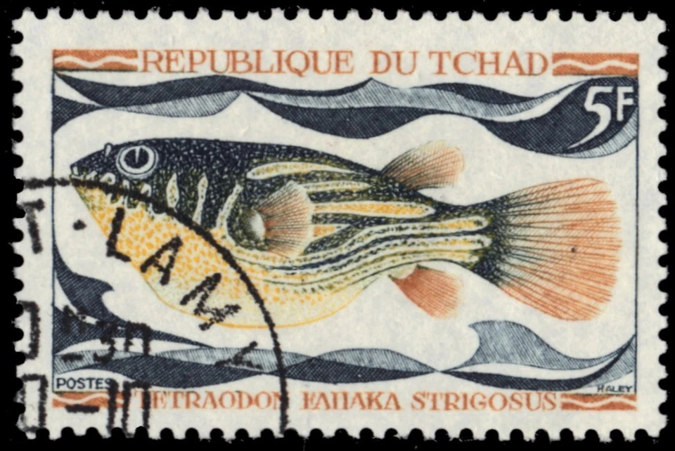 CHAD 220 - Pez tampón "Tetraodon fahaka strigosus" (pf60707) Foto 1 de 1