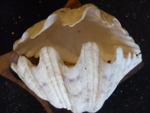 GANZE MUSCHEL - Hippopus Hippopus - Bärentatze Muschel - 5 Zoll breit - Bild 1 von 4