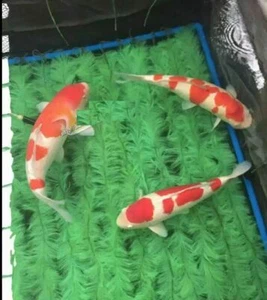 (2PCS) 39" Koi Fish Spawn Fry Catch Net Box Rope Brush Mop For Pond Aquarium - Picture 1 of 6