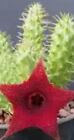 Huernia  Aspera  Unrooted Cutting , No  Caraluma ,Stapelia  Succulent / Cactus
