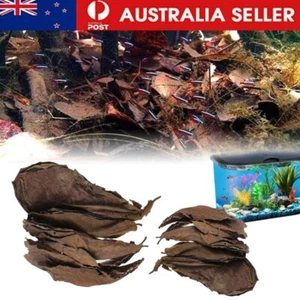 50pcs Almond Leaves Fish Aquarium Care Catappa Indian Ketapang Leaf ShrimpBetta - Picture 1 of 13