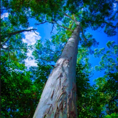 Eucalyptus grandis (Flooded Rose Gum) 150 to 10,000 Seeds | RARE Garden Tree UK - Image 1 of 3