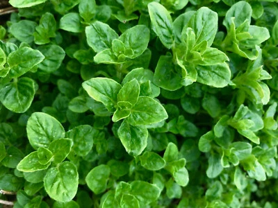 500 Samen Echter Oregano Origanum vulgar wilder Majoran Dost, Bienenweide  - Bild 1 von 3