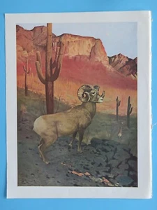 "Original Vintage 1964 Druck: Desert Bighorn Sonora Mexiko Douglas Allen 10""x12"" - Bild 1 von 2