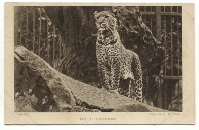 Zoological Society Of London Regent's Park Leopard No. 1 Postcard - Image 1 of 2