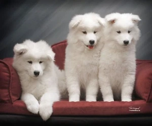 Nuovissima coperta da lancio arazzo Samoiedo 'Sammy Pups' - Tom Weigand TESSUTO CANE - Foto 1 di 1