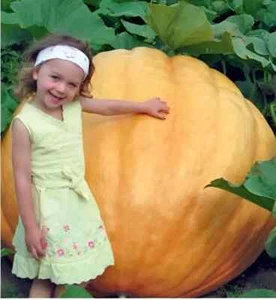 XXL Pumpkin Seeds, Atlantic Giant, Grow a Record Pumpkin in your garden - Bild 1 von 9