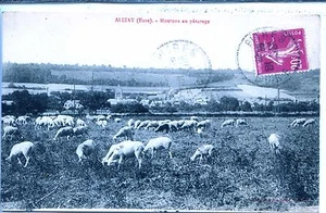 CP 27 Eure - Alizay - Moutons au pâturage - Picture 1 of 2