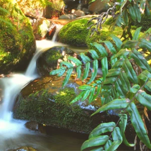 Andiroba Ecos Duftöl - Bild 1 von 6