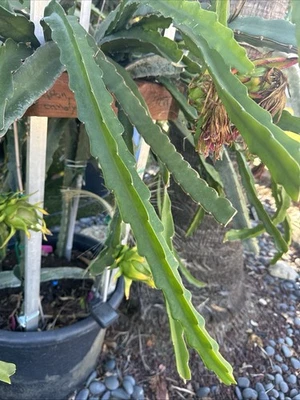 Cotton Candy  DRAGON FRUIT CUTTINGS 22-26 Inches check the description - Image 1 of 3