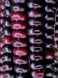 schwarzer MAIS (Zea mays japonica) für Popcorn, sehr süß, Gemüse, Black 10 Samen - Bild 1 von 1