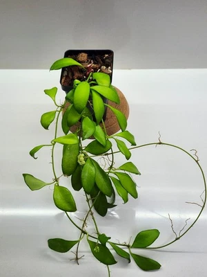 Hoya 'Noona' - cream/yellow fowers - with peduncles🌸 - Image 1 of 4